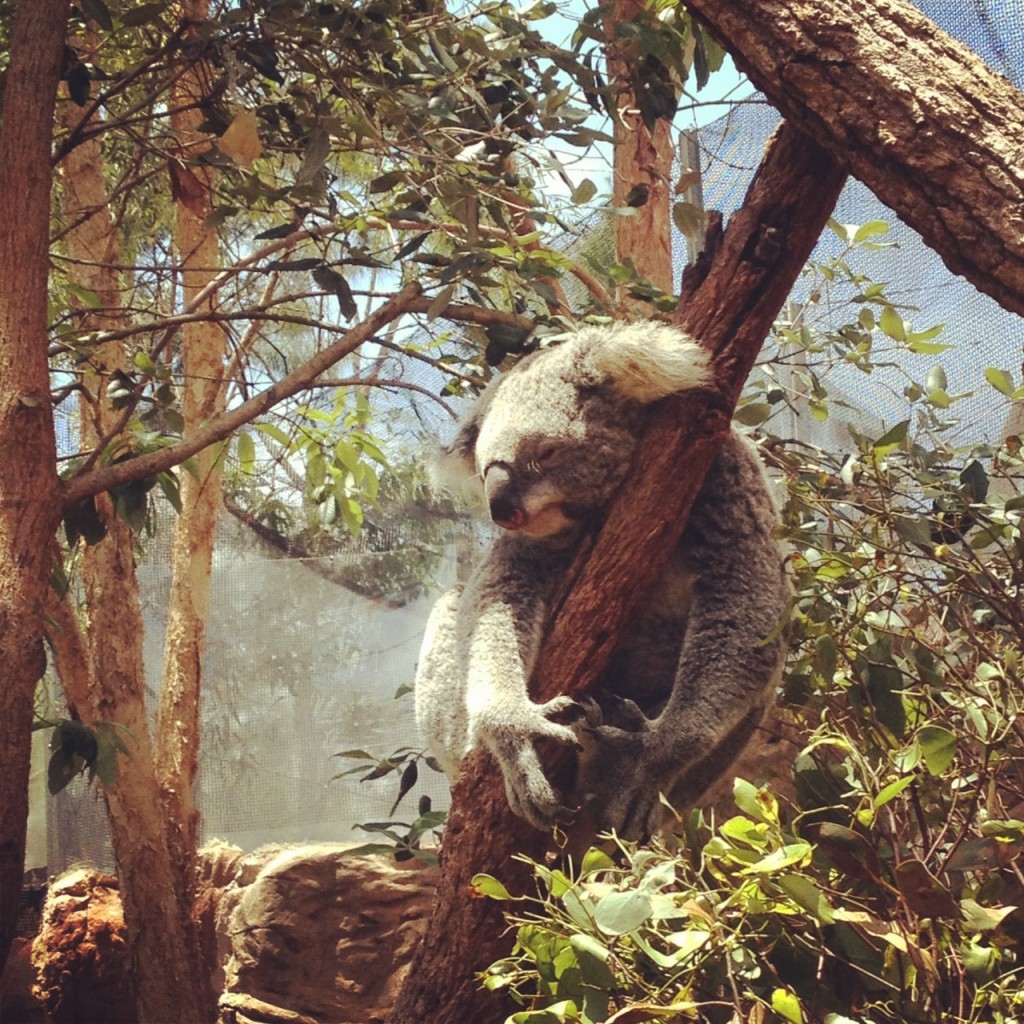 erdbeerwald_koala