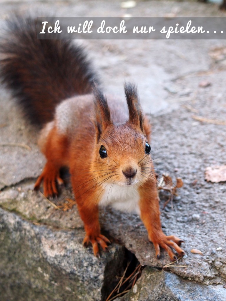 erdbeerwald_squirrel